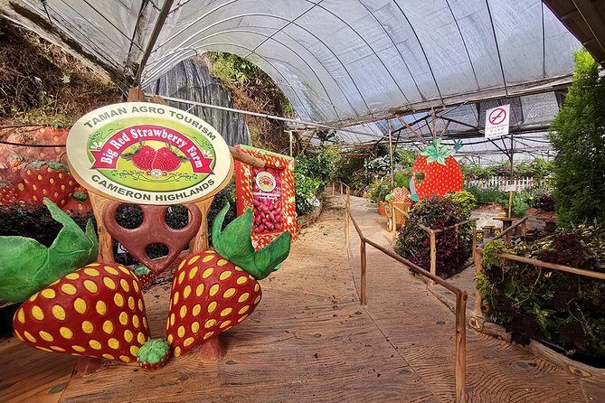 Cameron Highlands Full-Day Tour - FAQ Section