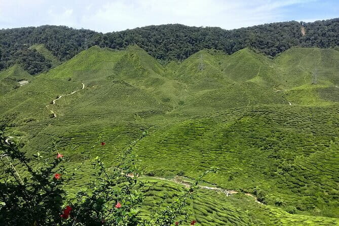 Cameron Highlands Multi Days Tour - Key Points