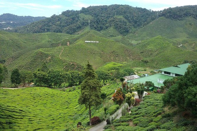 Cameron Highlands: Nature's Wonder Amazing Rafflesia Explorer - Visiting the Orang Asli Village