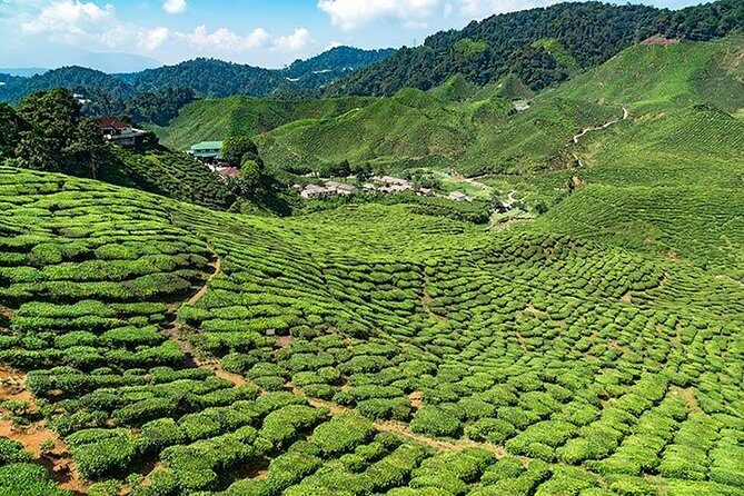 Cameron Highlands One Day Trip from Kuala Lumpur Privately Organised - Key Points