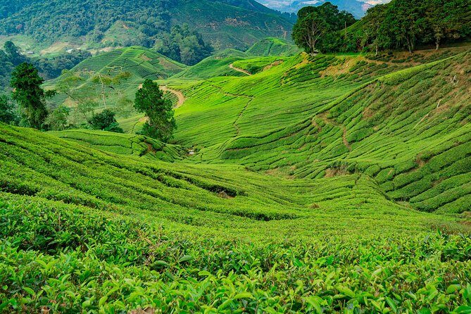 Cameron Highlands One Day Trip from Kuala Lumpur Privately Organised - The Included and Excluded