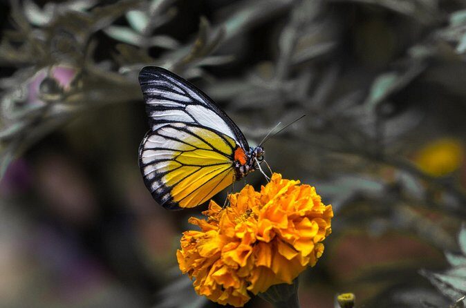 Cameron Highlands One Day Trip from Kuala Lumpur Privately Organised - The Sum Up: Is It Worth It?