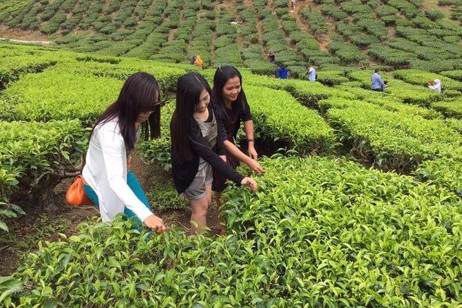 Cameron Highlands Private Day Tour from Kuala Lumpur - Key Points