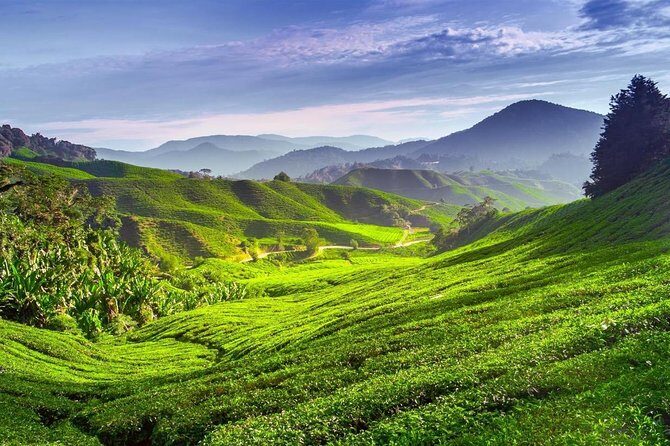 Cameron Highlands Private Day Tour from Kuala Lumpur - A Detailed Look at the Cameron Highlands Private Day Tour