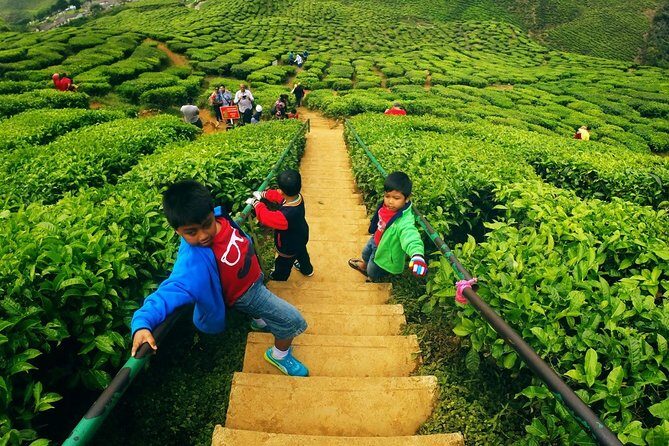 Cameron Highlands Private Day Tour from Kuala Lumpur - Final Thoughts