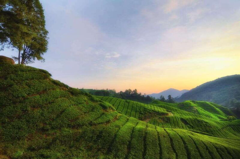 cameron-highlands-private-day-tour-from-kuala-lumpur