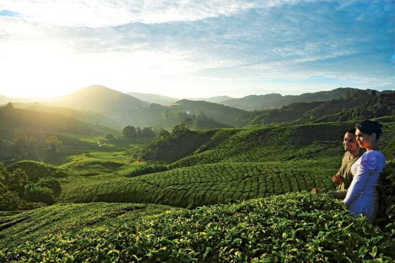 cameron-highlands-private-day-tour-from-kuala-lumpur