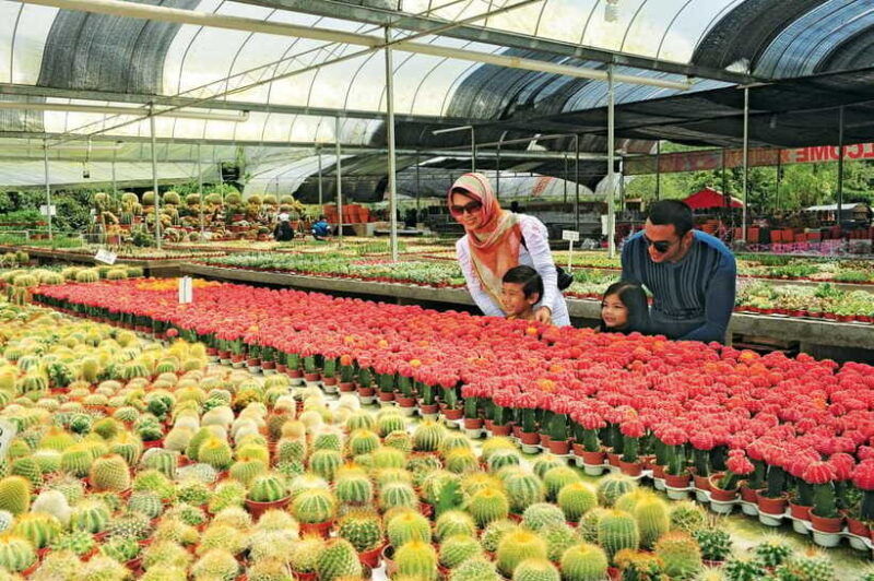 cameron-highlands-private-day-tour-from-kuala-lumpur