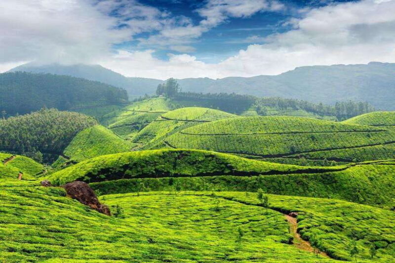 cameron-highlands-private-day-trip
