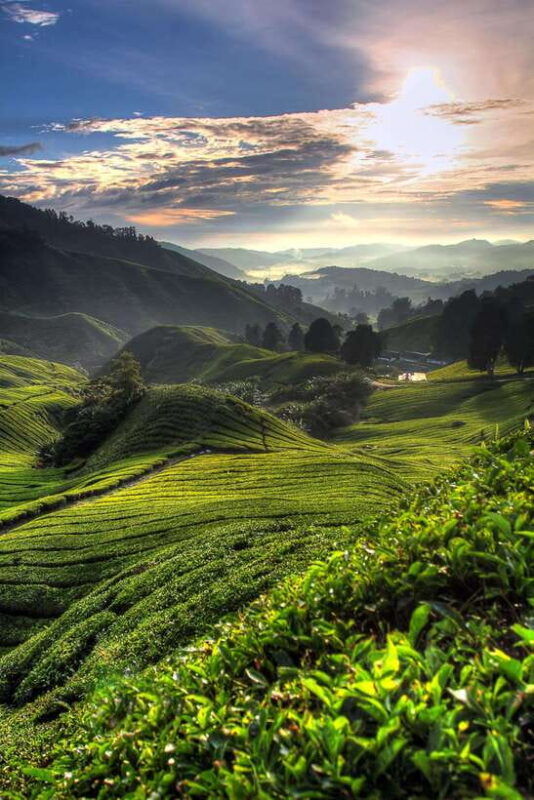 cameron-highlands-private-tour-with-tea-plantation-visit
