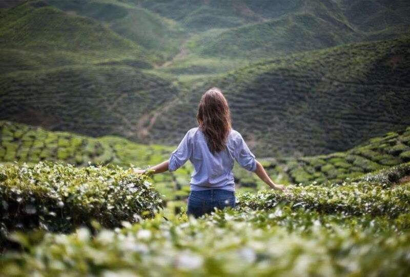 cameron-highlands-private-tour-with-tea-plantation-visit