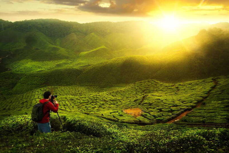 cameron-highlands-private-tour-with-tea-plantation-visit