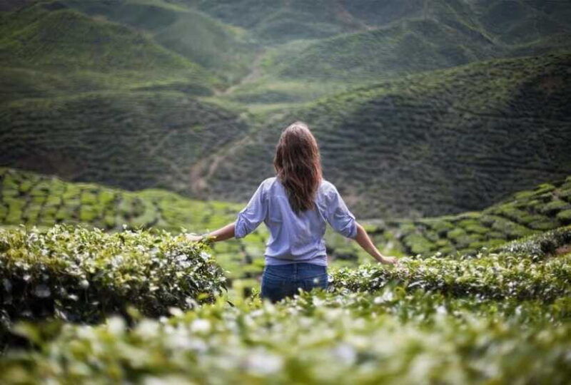 cameron-highlands-private-tour-with-tea-plantation-visit