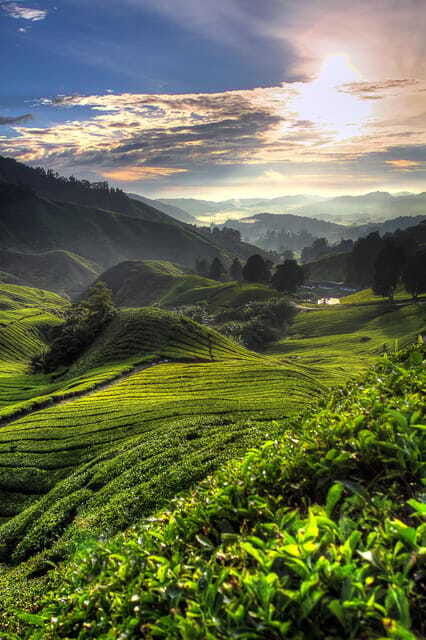 cameron-highlands-private-tour-with-tea-plantation-visit