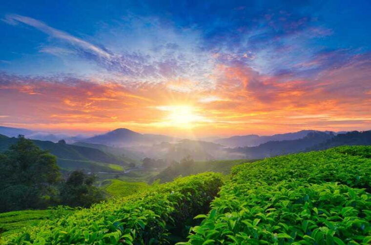 cameron-highlands-private-tour-with-tea-plantation-visit