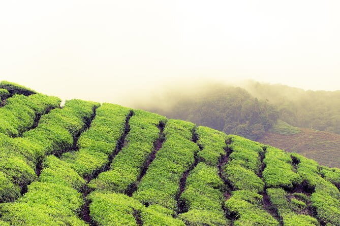 Cameron Highlands Sightseing Tour - FAQs