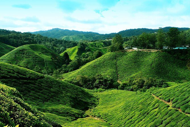 Cameron Highlands Tour from Kuala Lumpur - Pricing and Value