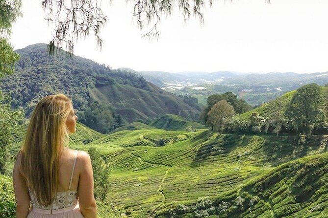 Cameron Highlands Tour from Kuala Lumpur - What Reviewers Say