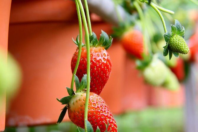 Cameron Highlands Tour from Kuala Lumpur - FAQ