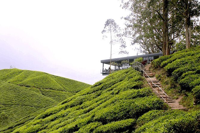 Cameron Highlands Tour From Kuala Lumpur (Special Deal) - Introduction