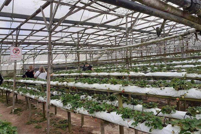 Cameron Highlands Tour From Kuala Lumpur (Special Deal) - FAQs