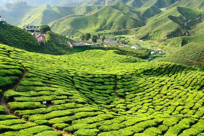 Cameron Highlands Tour on Private Basis - Exploring the Cameron Highlands: A Balanced Look at the Private Tour Experience