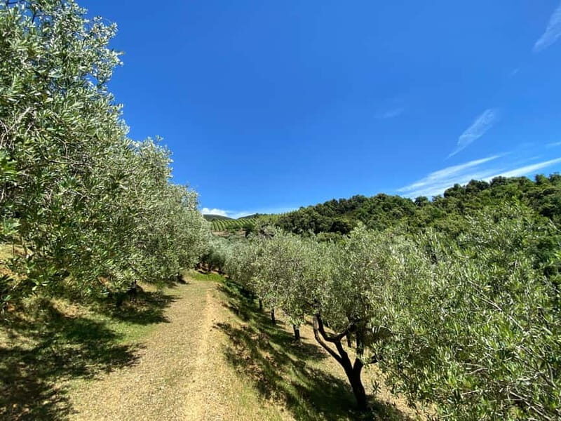 Camerota: Guided wine tasting - The Sum Up