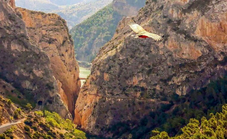caminito-del-rey-guided-tour-and-entry-ticket