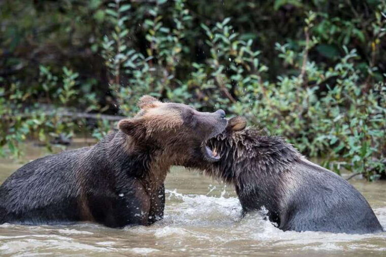 campbell-river-deluxe-grizzlies-indigenous-culture-tour