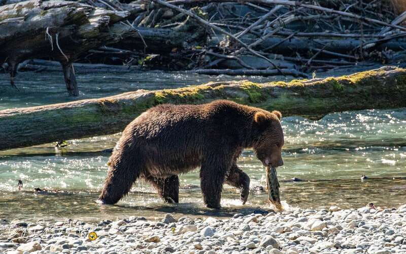 campbell-river-full-day-grizzly-bear-tour-with-lunch