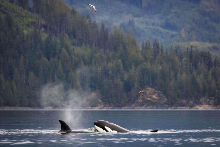 campbell-river-kayaking-and-whale-watching-tour