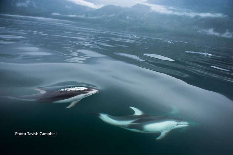campbell-river-salish-sea-whale-watching-adventure