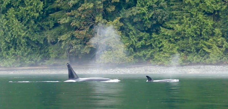 campbell-river-salish-sea-whale-watching-adventure