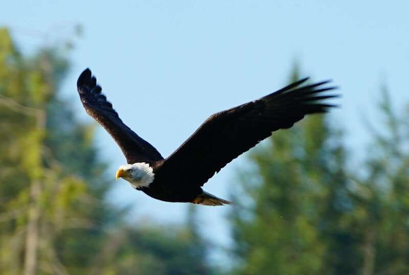 campbell-river-salish-sea-whale-watching-adventure