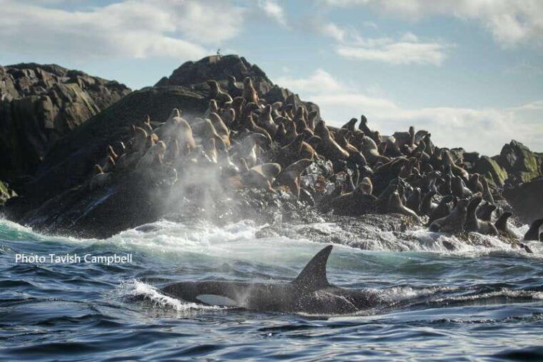 campbell-river-salish-sea-whale-watching-adventure