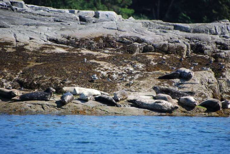 campbell-river-salish-sea-whale-watching-adventure