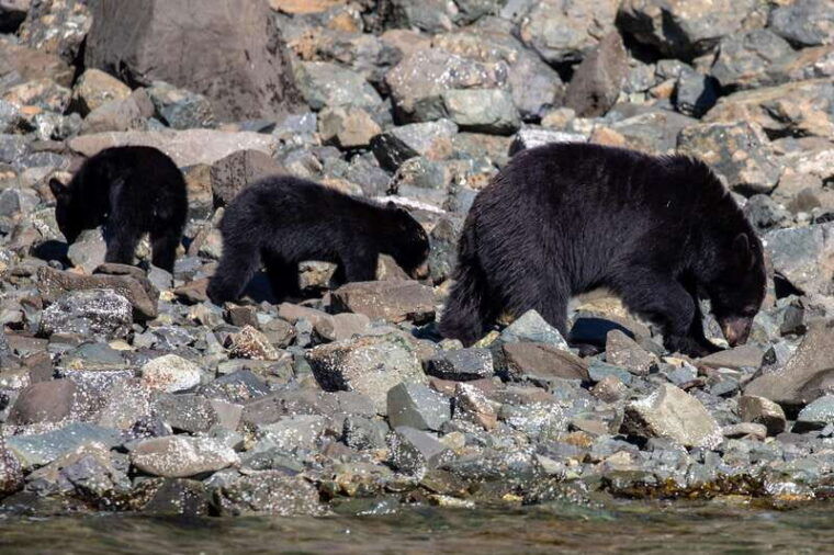 campbell-river-spring-bear-watching-waterfalls-boat-tour
