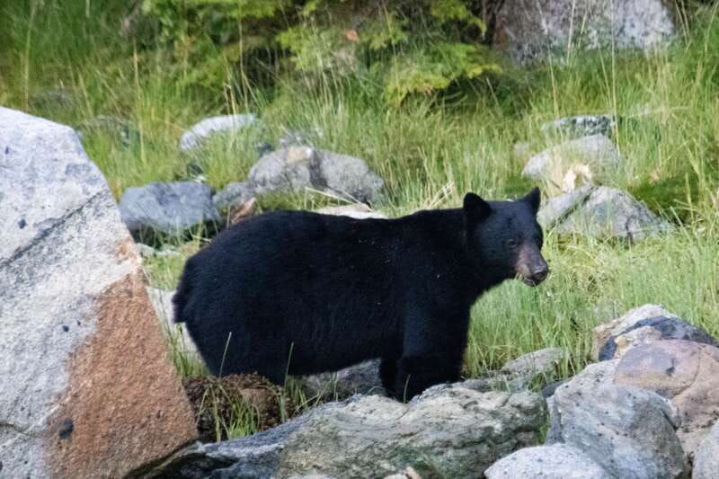 campbell-river-spring-bears-and-waterfalls-guided-boat-tour