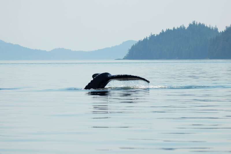campbell-river-spring-bears-and-waterfalls-guided-boat-tour