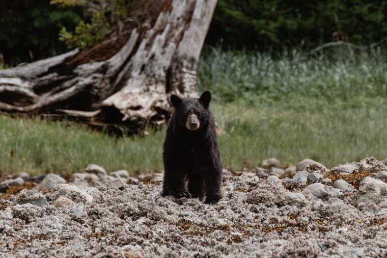 campbell-river-spring-bears-and-waterfalls-guided-boat-tour
