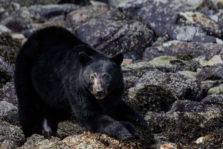 campbell-river-spring-bears-and-waterfalls-guided-boat-tour