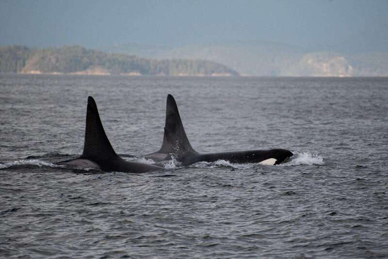 campbell-river-whale-watching-and-wildlife-viewing-day-tour