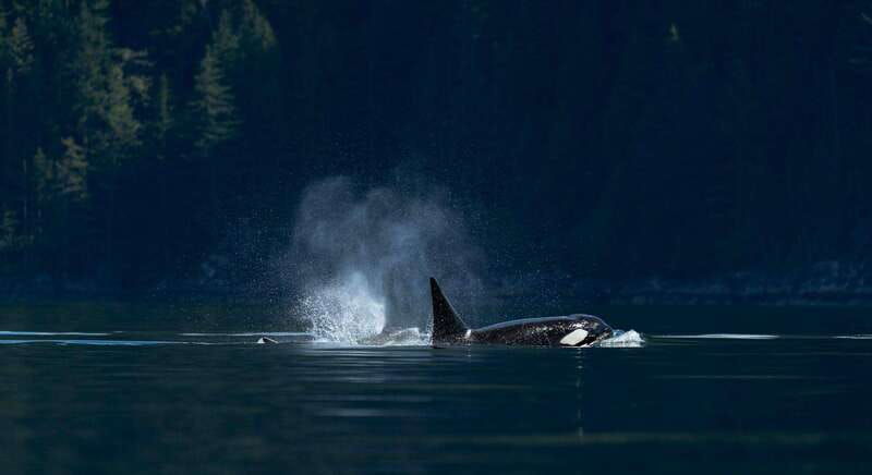 campbell-river-whale-watching-and-wildlife-viewing-day-tour