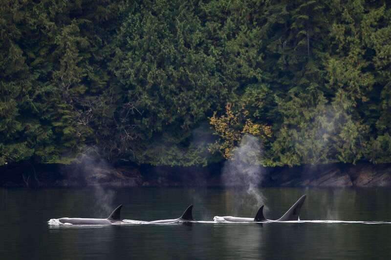campbell-river-whale-watching-and-wildlife-viewing-day-tour