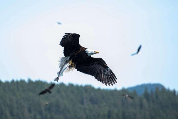 campbell-river-whale-watching-and-wildlife-viewing-day-tour