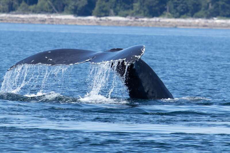 campbell-river-whale-watching-cruise-with-lunch