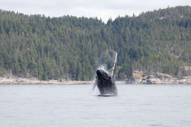 campbell-river-whale-watching-cruise-with-lunch