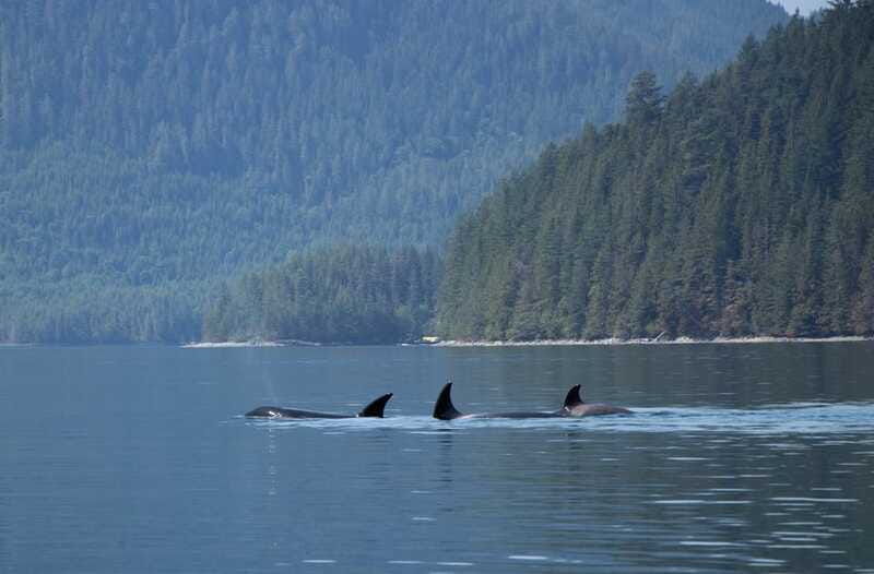 campbell-river-whale-watching-cruise-with-lunch