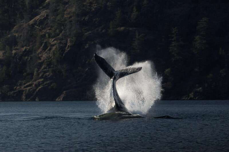 campbell-river-whale-wildlife-discovery-cruise