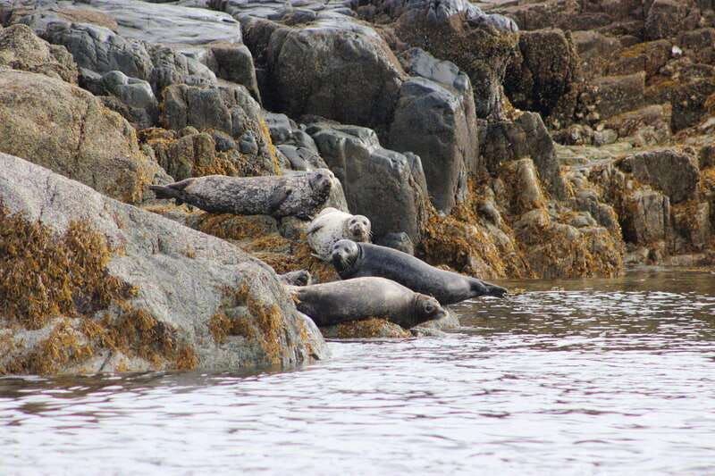 campbell-river-whale-wildlife-discovery-cruise